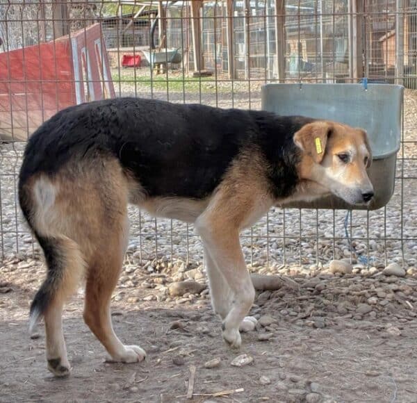 PAI (♀) – Bild 5