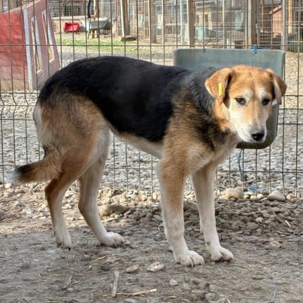 PAI (♀) – Bild 3
