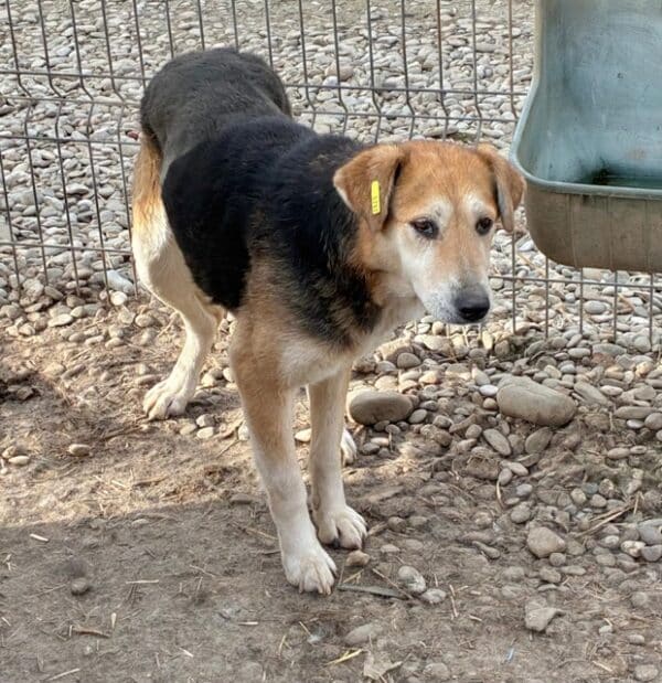 PAI (♀) – Bild 4