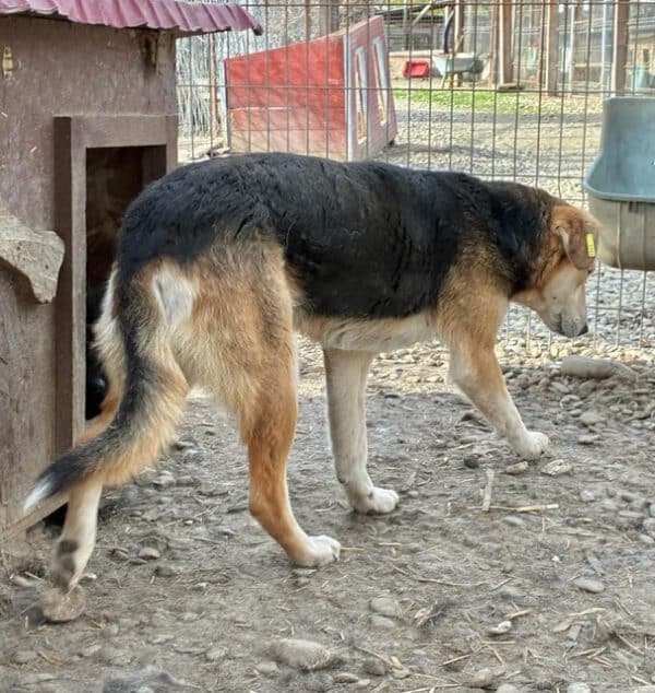 PAI (♀) – Bild 6