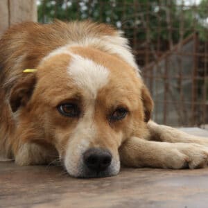 BOLZI - ausgereist zur Tierhilfe Lebenswert