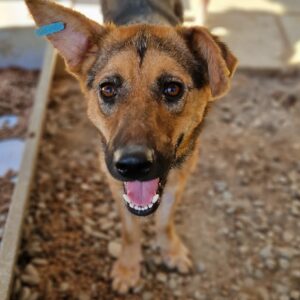 SAMONA - reserviert Tierhilfe Lebenswert DR - vermittelt