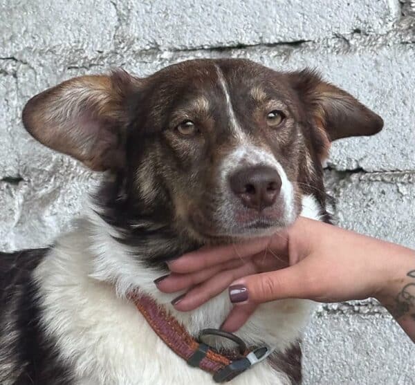 MUFFY - ausgereist zur Hundescheune Fläming – Bild 2
