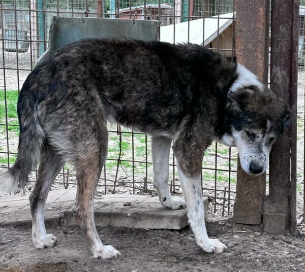 ANTON - NOTFALL - blind, völlig überfordert - reserviert Betty  - vermittelt – Bild 3