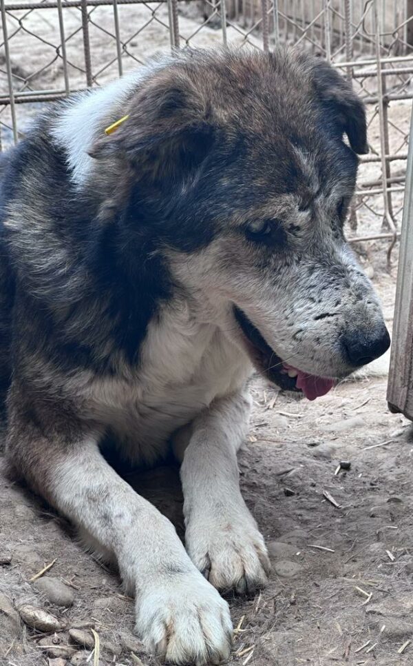 ANTON - NOTFALL - blind, völlig überfordert - reserviert Betty  - vermittelt – Bild 2