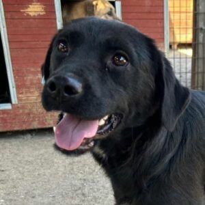 KENYASI (♀) - reserviert Tierhilfe Lebenswert DR - vermittelt