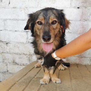 CHOCLATE (♂) - reserviert Tierhilfe Lebenswert DR - vermittelt