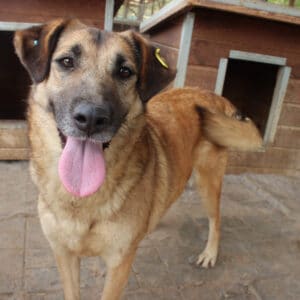 TOANA (♀) - in Rumänien vermittelt 08/24