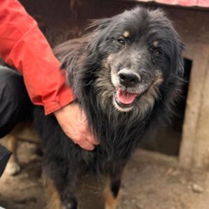 CÉSAR (♂) - vermittelt MH