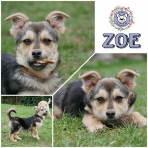 ZOE in 21493 Möhnsen - vermittelt