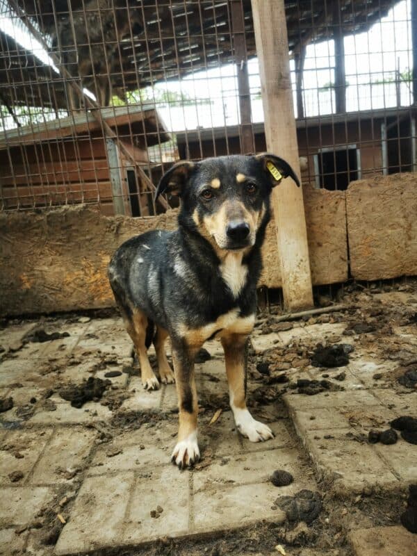 SINDY (♀) - Rute abgerissen, als Kleinste im Kennel völlig überfordert – Bild 6