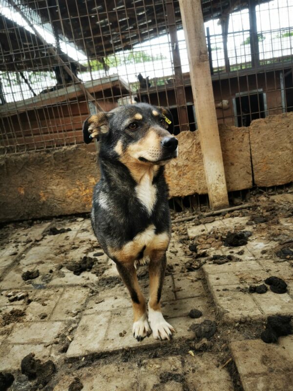 SINDY (♀) - Rute abgerissen, als Kleinste im Kennel völlig überfordert – Bild 7