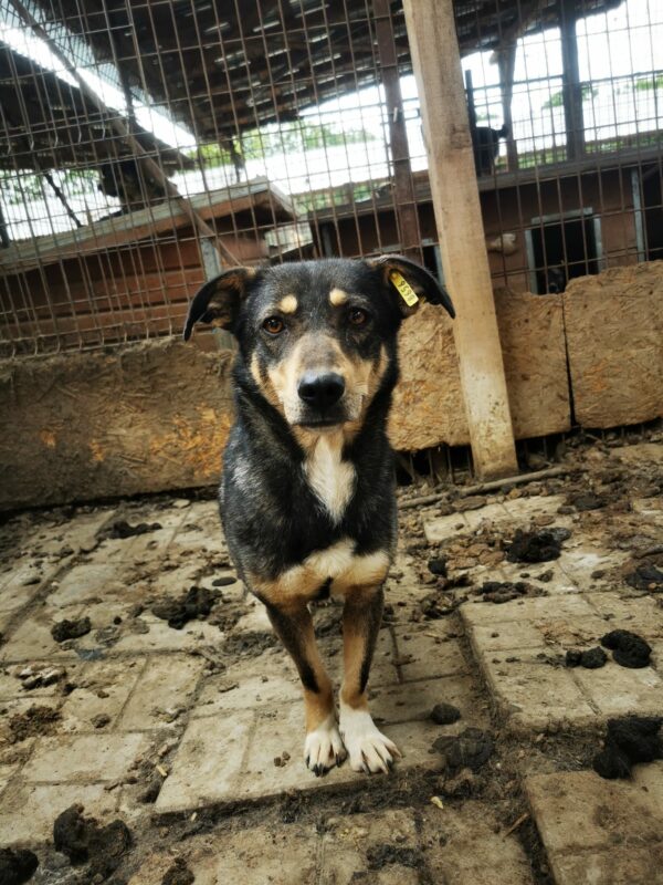 SINDY (♀) - Rute abgerissen, als Kleinste im Kennel völlig überfordert – Bild 8