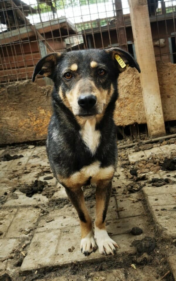 SINDY (♀) - Rute abgerissen, als Kleinste im Kennel völlig überfordert – Bild 5