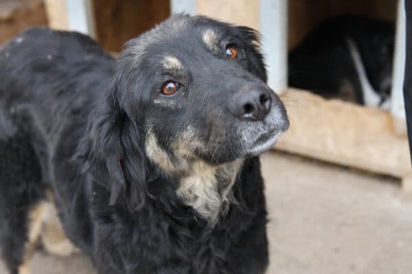 LEAH - ausgereist zur Tierhilfe Lebenswert