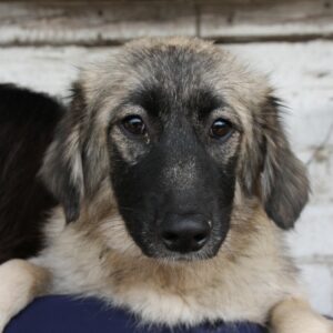 NOORI - reserviert Mihaela DR - vermittelt