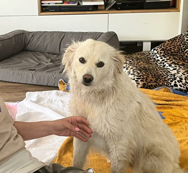 Maisy in 92318 Neumarkt *vermittelt* – Bild 2