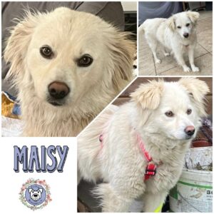 Maisy in 92318 Neumarkt *vermittelt*