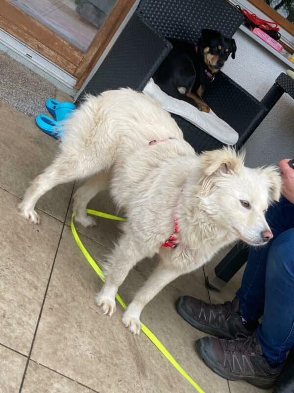 Maisy in 92318 Neumarkt *vermittelt* – Bild 3