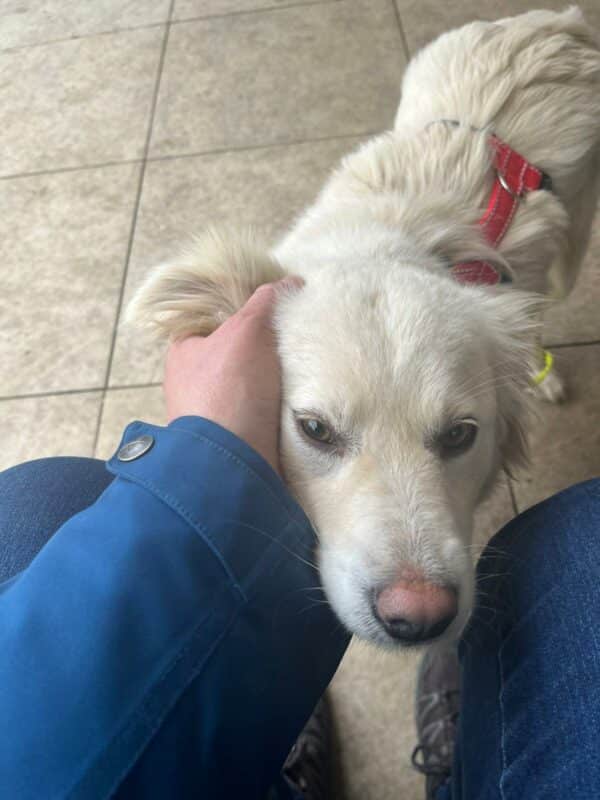 Maisy in 92318 Neumarkt *vermittelt* – Bild 4