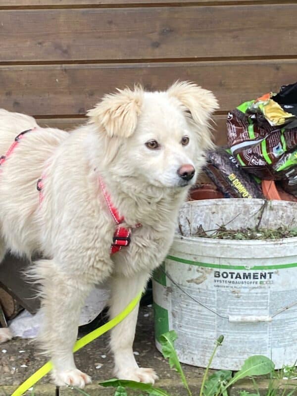 Maisy in 92318 Neumarkt *vermittelt* – Bild 6