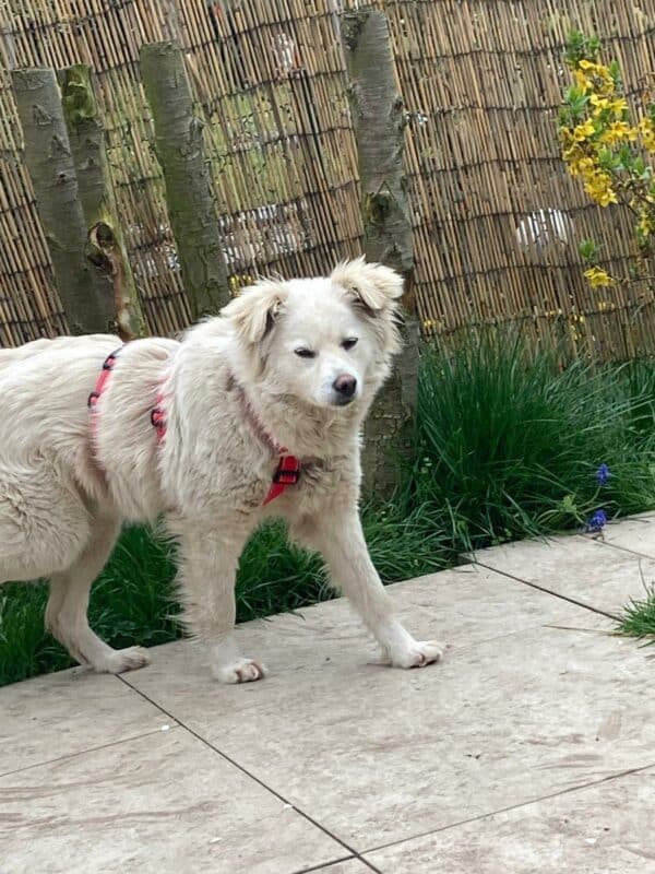 Maisy in 92318 Neumarkt *vermittelt* – Bild 7