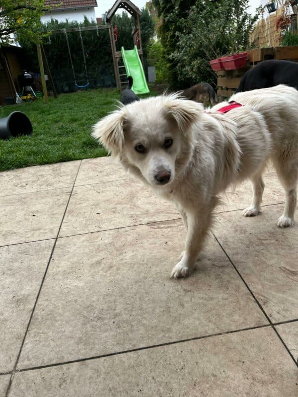 Maisy in 92318 Neumarkt *vermittelt* – Bild 8