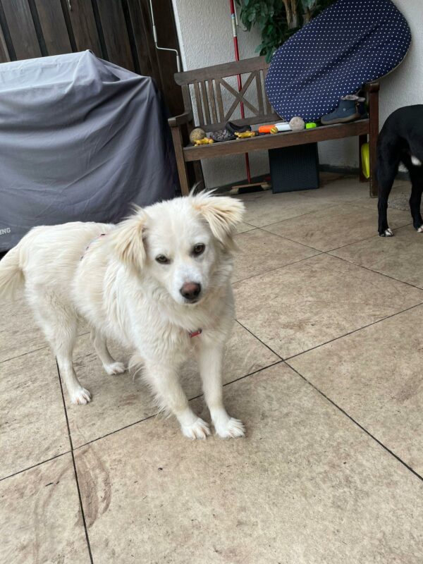 Maisy in 92318 Neumarkt *vermittelt* – Bild 9