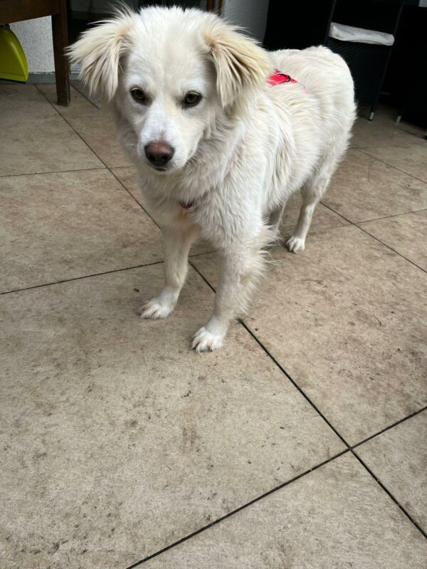 Maisy in 92318 Neumarkt *vermittelt* – Bild 10