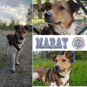 Maray in 82223 Eichenau - vermittelt