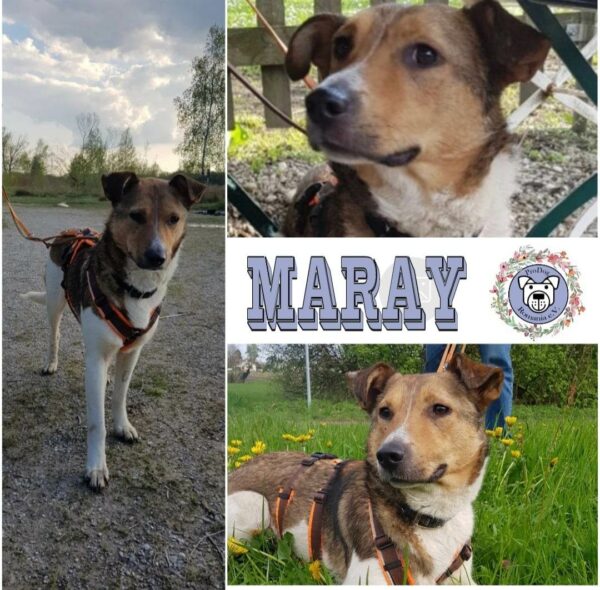 Maray in 82223 Eichenau - vermittelt