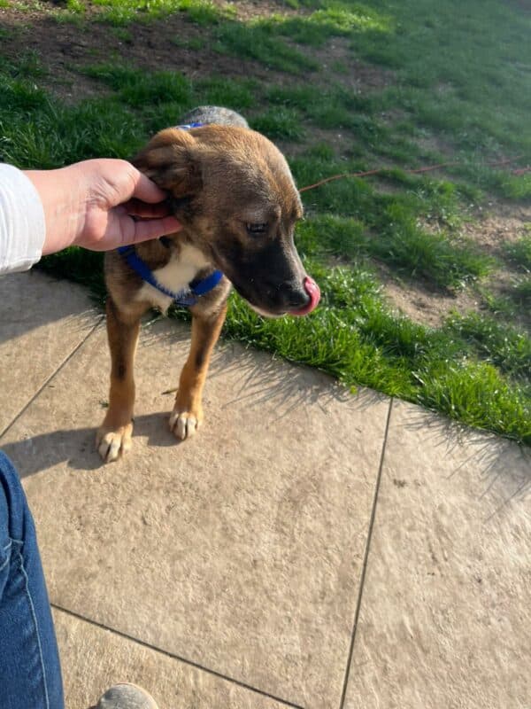 POLLY in 92318 Neumarkt *vermittelt* – Bild 2