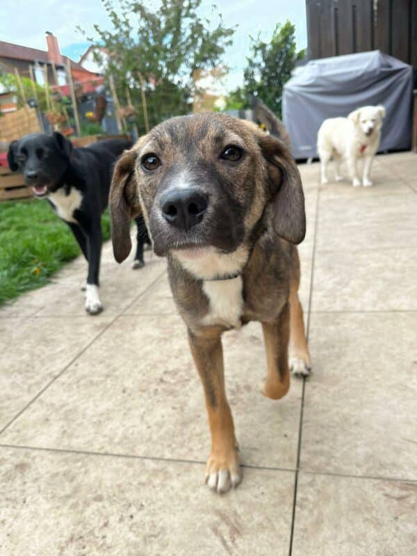 POLLY in 92318 Neumarkt *vermittelt* – Bild 9