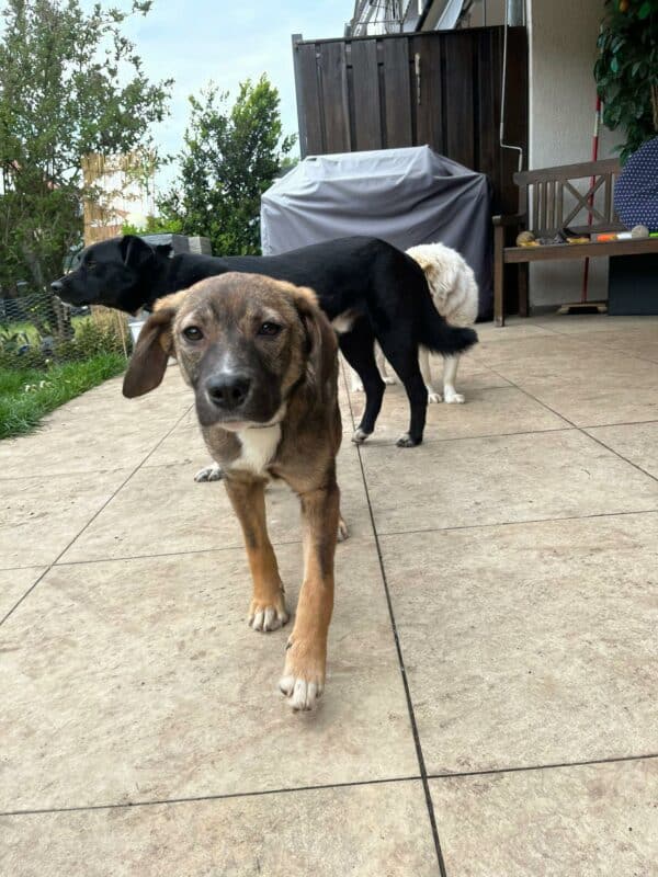 POLLY in 92318 Neumarkt *vermittelt* – Bild 11