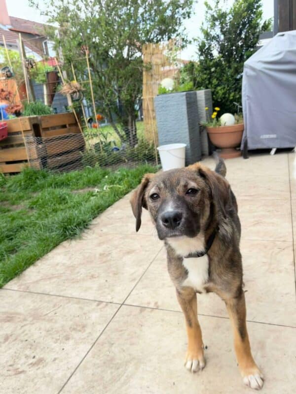 POLLY in 92318 Neumarkt *vermittelt* – Bild 12