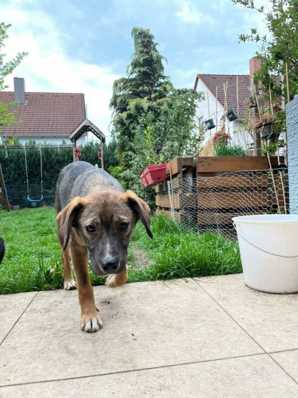 POLLY in 92318 Neumarkt *vermittelt* – Bild 14