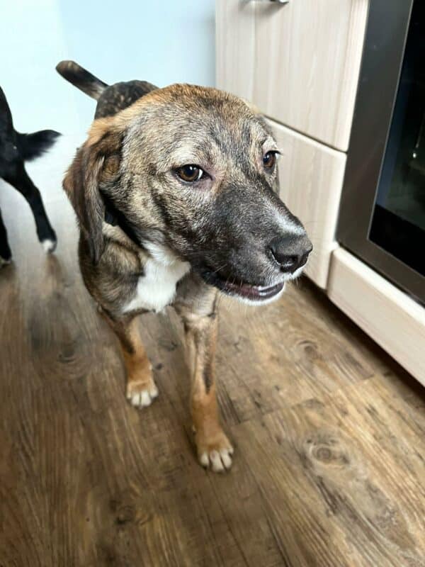 POLLY in 92318 Neumarkt *vermittelt* – Bild 13