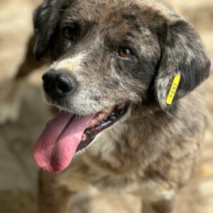 SIELU - ausgereist zum TST Rösrath