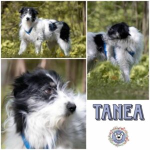 Tanea in 99427 Weimar - vermittelt