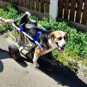 SPERANZA - reserviert Tierhilfe Lebenswert DR - vermittelt