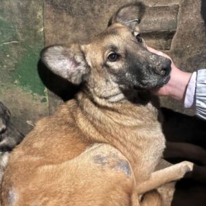 GALENA (♀) - NOTFALL - starke Hinterhandprobleme - viel zu dünn - sollte zeitnah reisen!