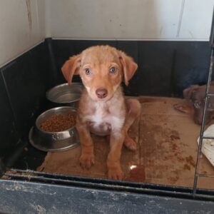 ENANO - ausgereist zur Tierhilfe Lebenswert