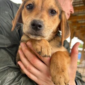 PELOTA - auf PDR PS im PLZ Bezirk 21 *vermittelt*