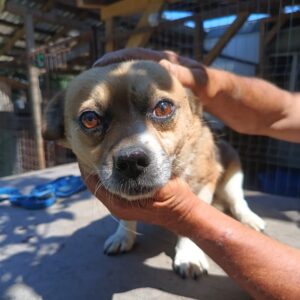 GNOCCHI - ausgereist zum TH Wannigsmühle