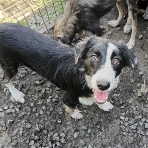 MACBETH - reserviert Tierhilfe Lebenswert DR - vermittelt