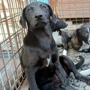 JUA - ausgereist zur Tierhilfe Lebenswert