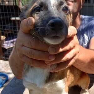 PIPINA (♀) – vermisst 11/24