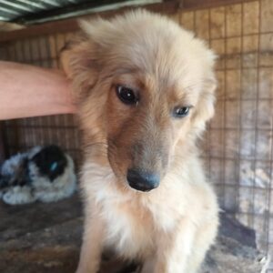 NAYLA - reserviert Tierhilfe Lebenswert DR - vermittelt