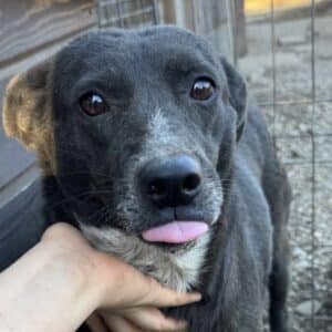 LILAH - viel zu dick (11/25)