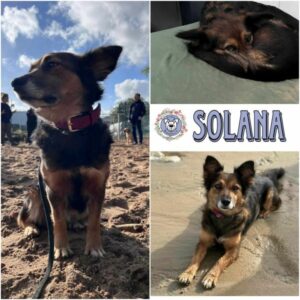 SOLANA (♀) in 53332 Bornheim - vermittelt